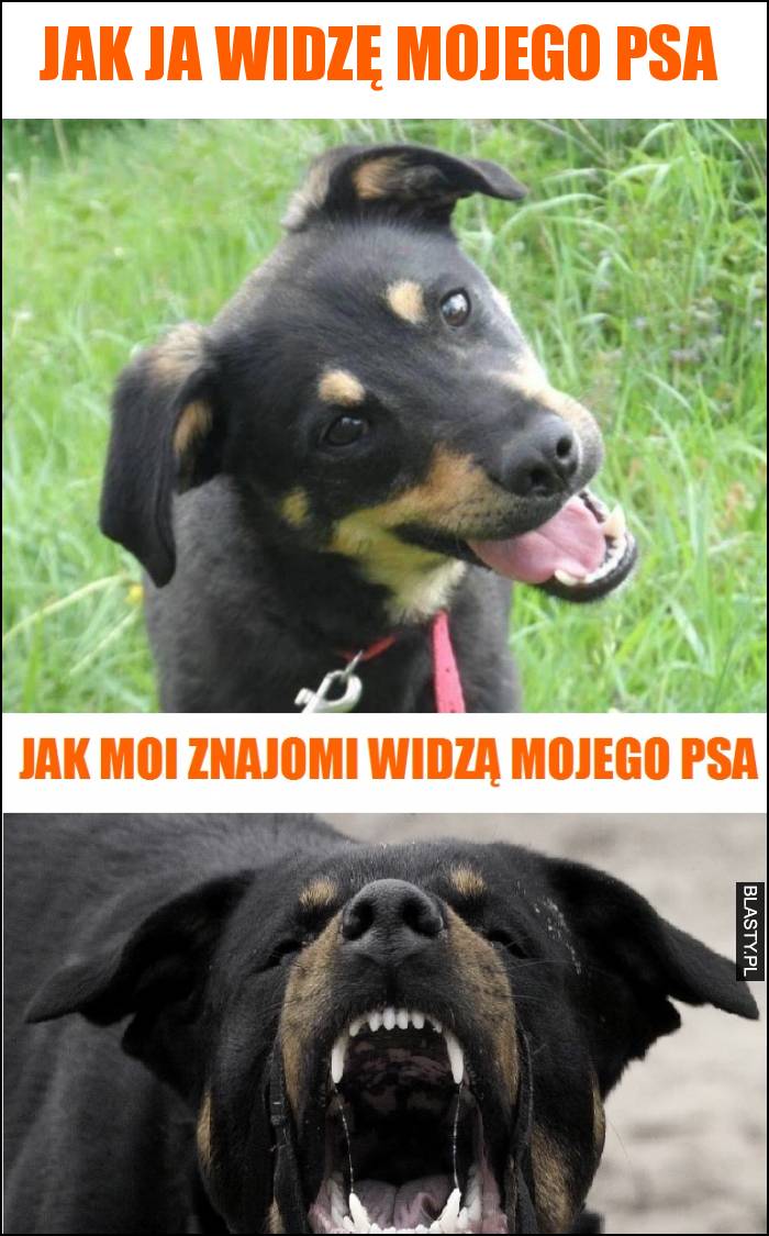 Jak ja widzę mojego psa vs jak widzą go moi znajomi