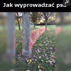 Jak wyprowadzać psa