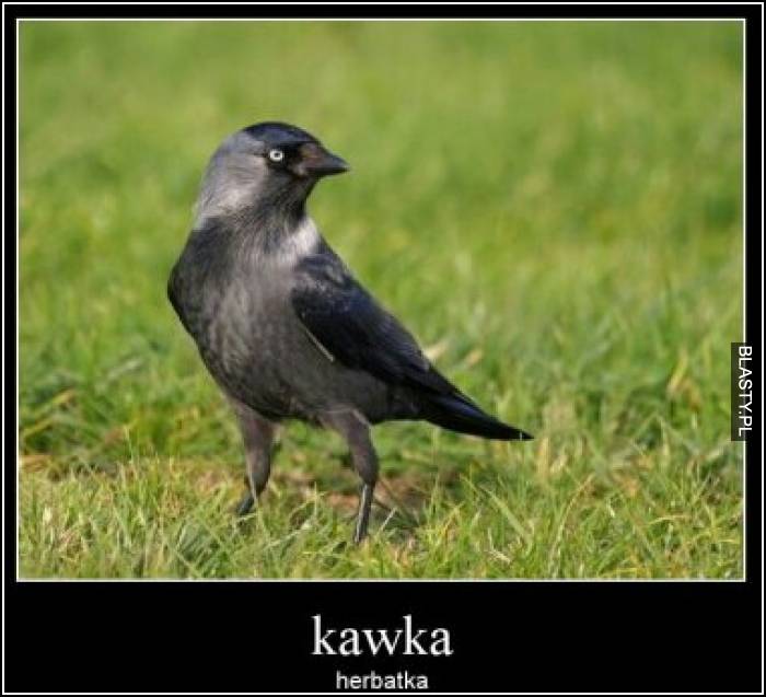 Kawka