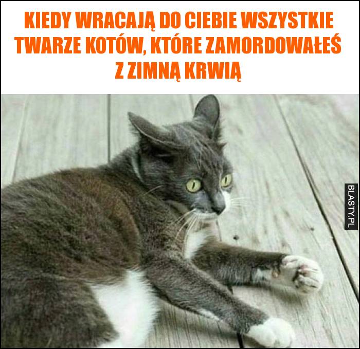 Kiedy wracają do Ciebie wszystkie twarze kotów, które zamordowałeś z zimną krwią