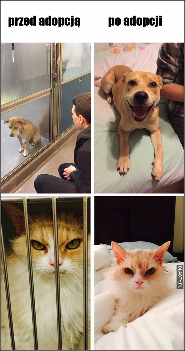 kot i pies przed i po adopcji