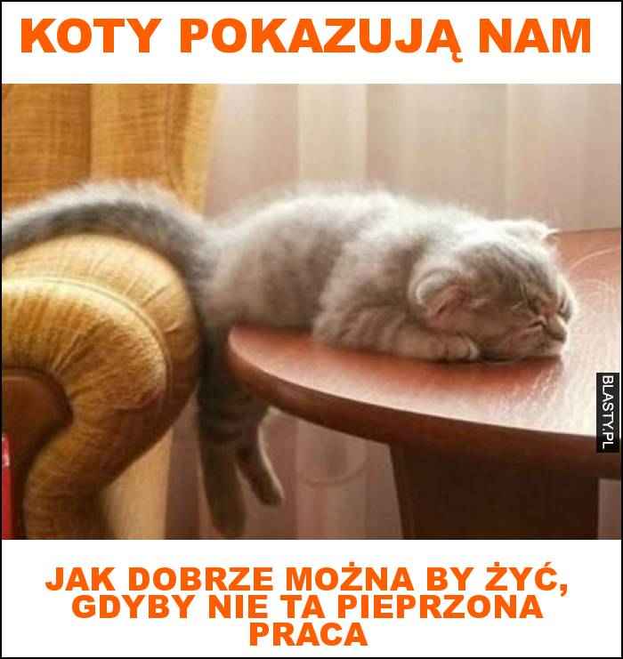 koty pokazują nam