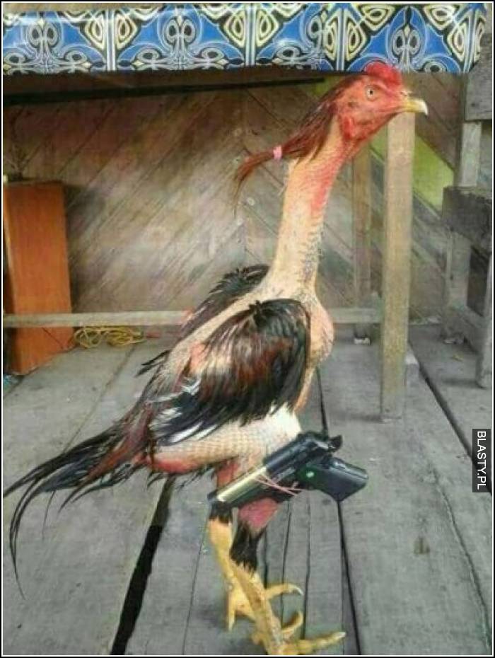 Kurczak gangsta