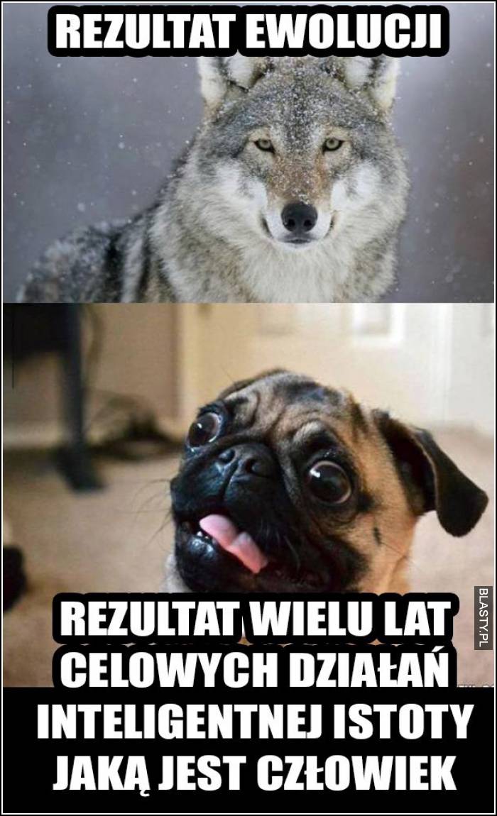 rezultat ewolucji