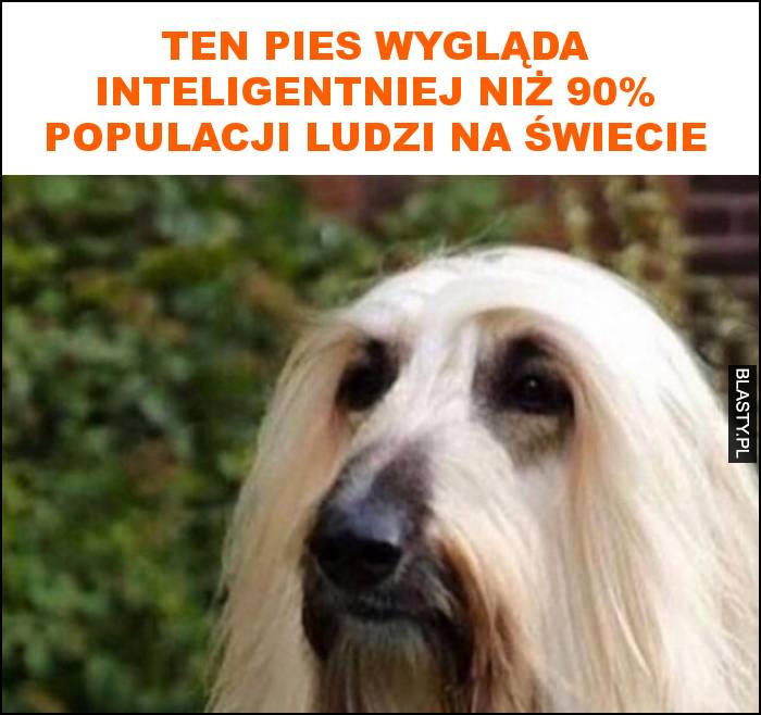 Ten pies wygląda inteligentniej niż 90% populacji ludzi na świecie