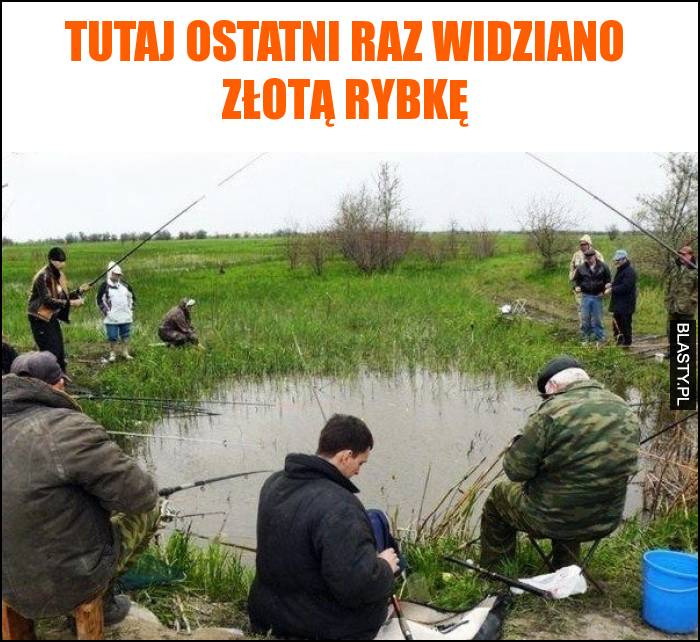 Tutaj ostatni raz widziano złotą rybkę