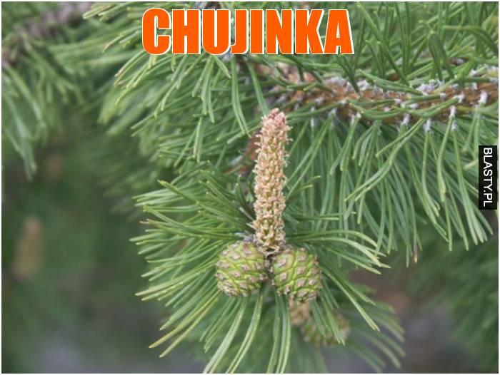 Chujinka
