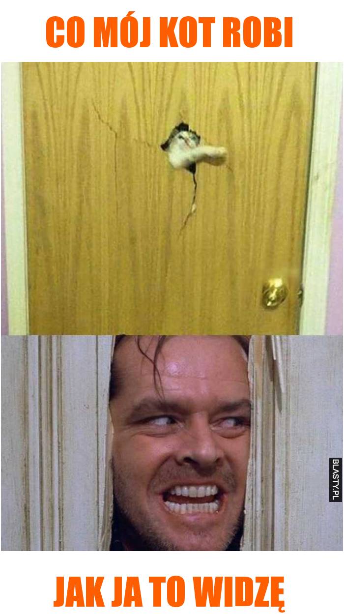 Co mój kot robi
