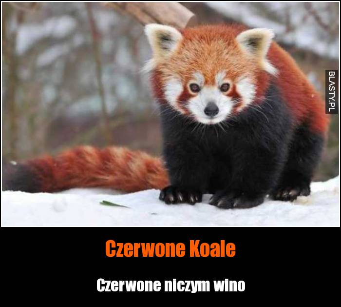 Czerwone Koale