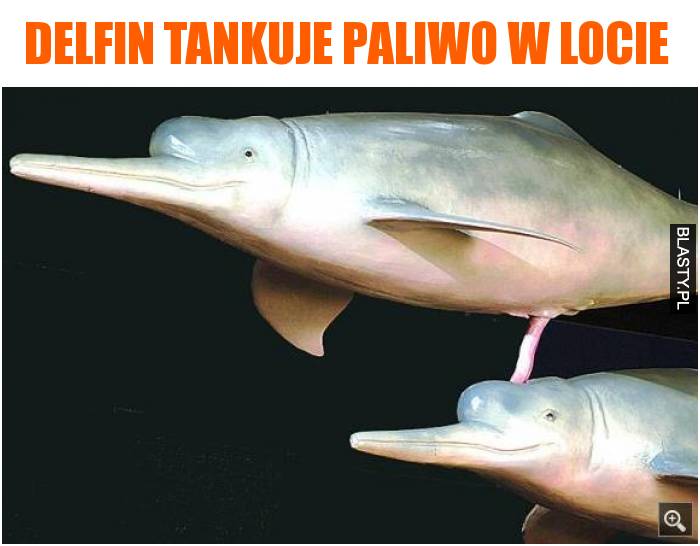 Delfin tankuje paliwo w locie