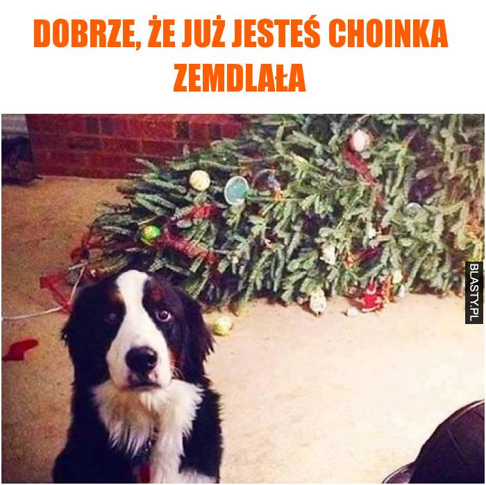 Dobrze, że już jesteś choinka zemdlała