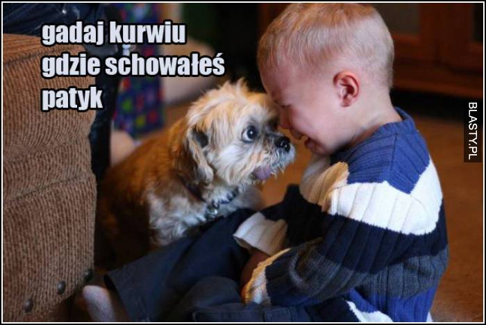 Gadaj kurwiu gdzie schowałeś patyk