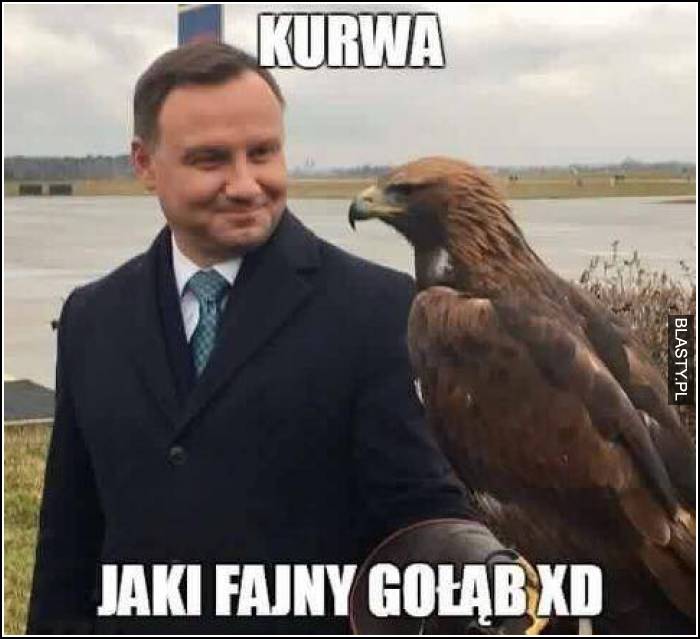 Jaki fajny gołąb XD