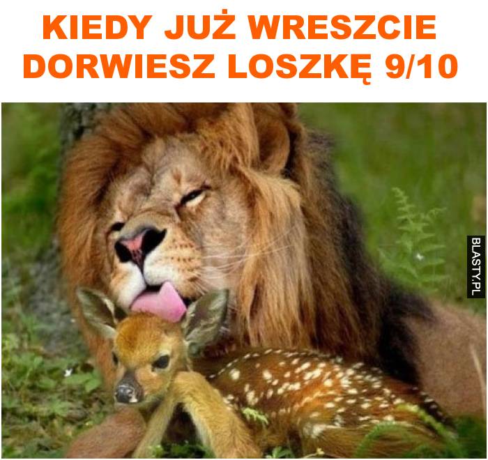 kiedy już wreszcie dorwiesz loszkę 9/10