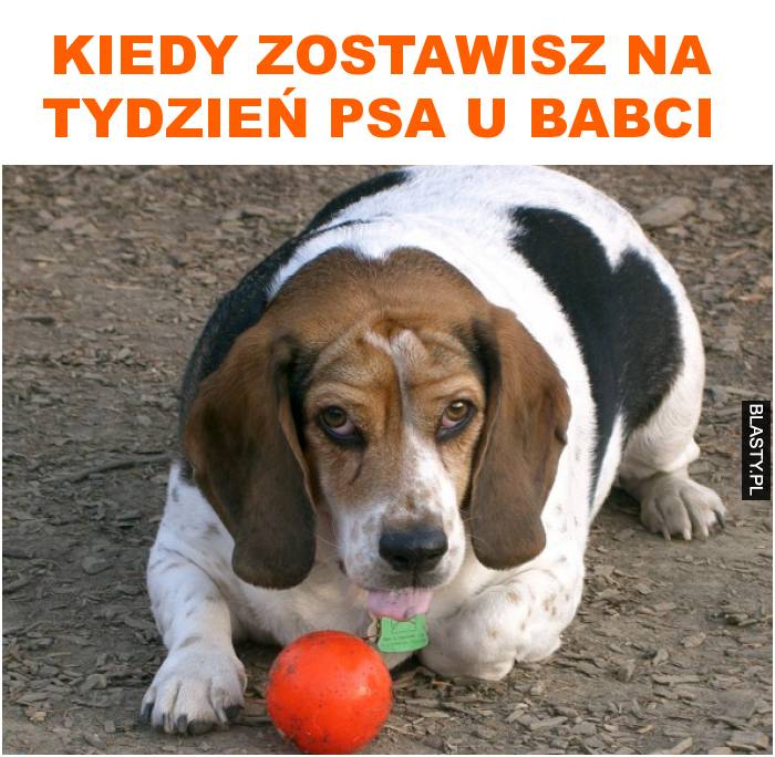 Kiedy zostawisz na tydzień psa u babci