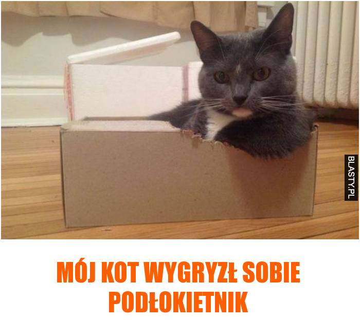 Mój kot wygryzł sobie podłokietnik