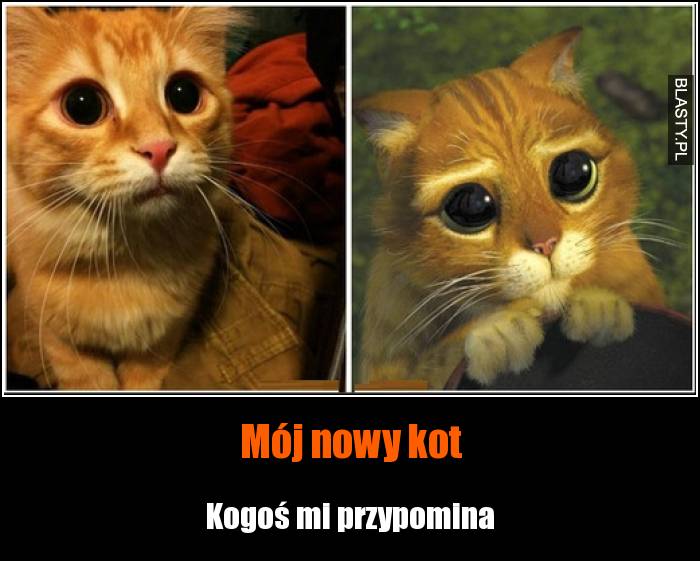 Mój nowy kot