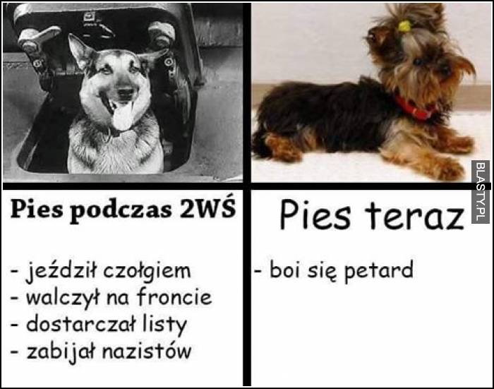 Pies podczas 2 Wojny Światowej vs pies teraz