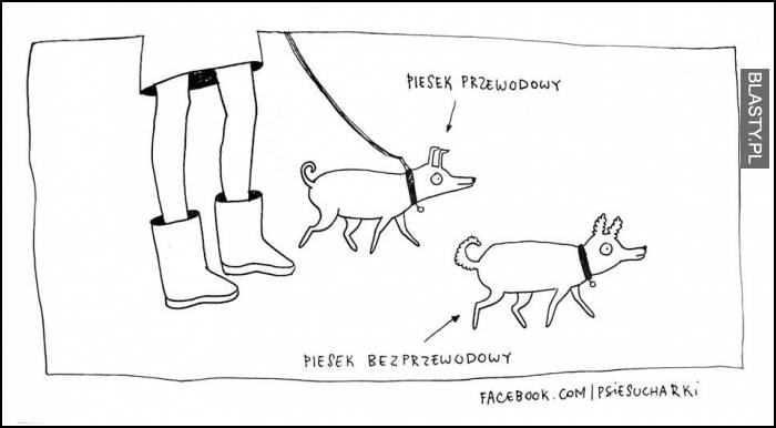 Piesek przewodowy vs piesek bezprzewodowy