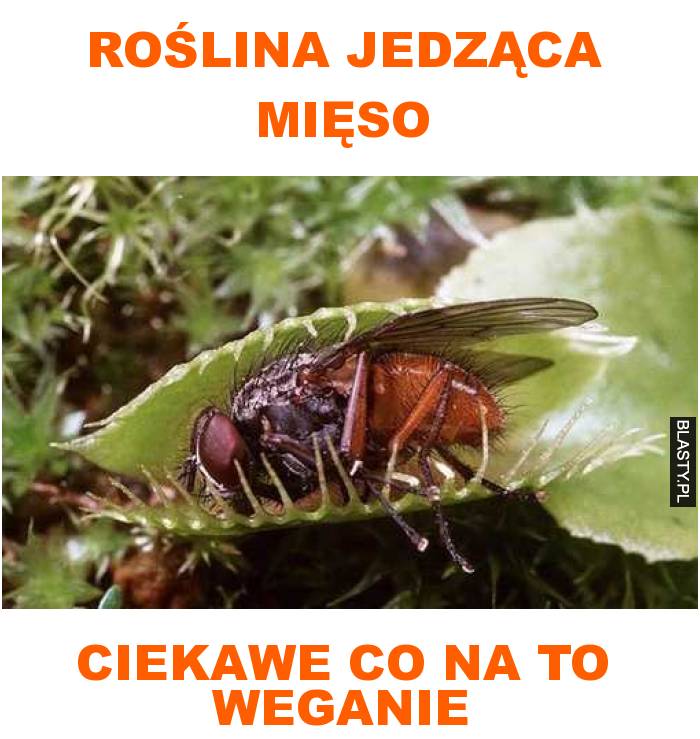 Roślina jedząca mięso