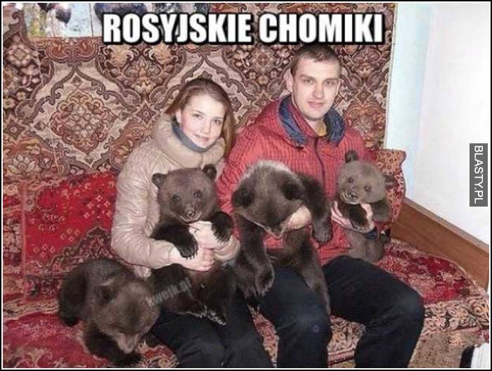 rosyjskie chomiki