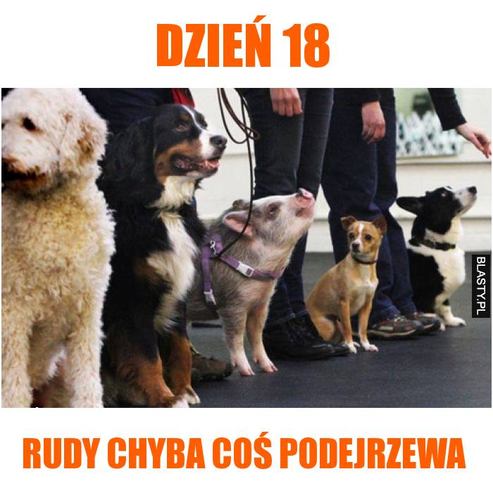 rudy chyba coś podejrzewa