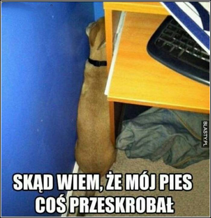 Skąd wiem, że mój pies coś przeskrobał