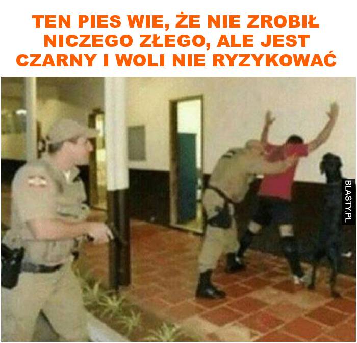 Ten pies wie, że nie zrobił niczego złego, ale jest czarny i woli nie ryzykować