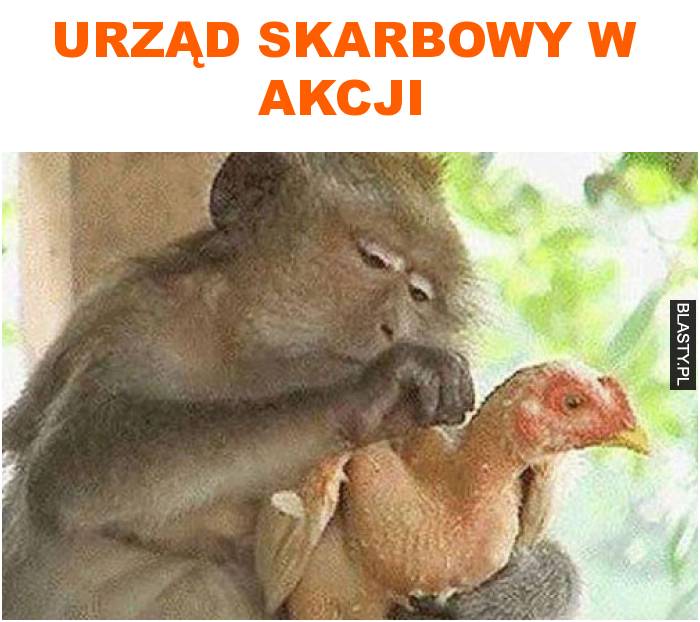 Urząd skarbowy w akcji