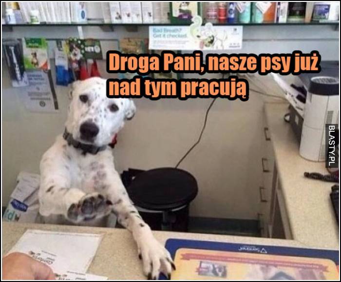 droga pani, nasze psy już nad tym pracują