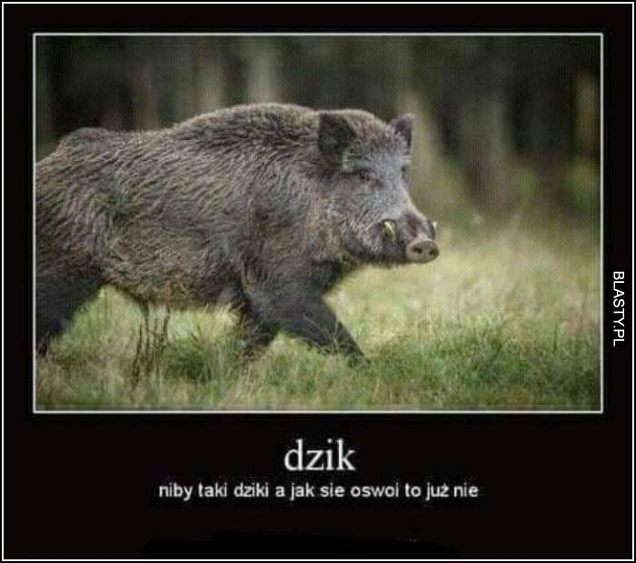 dzik