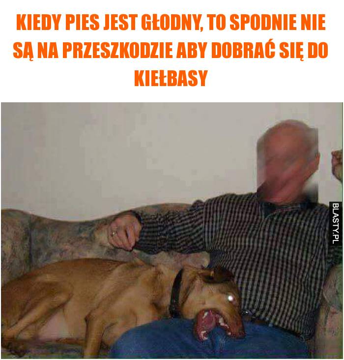głodny pies głodny pies
