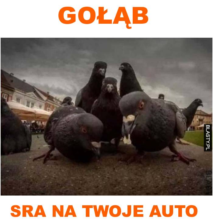 gołąb sra na twoje auto