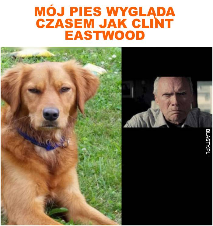 Mój pies wygląda czasem jak clint eastwood