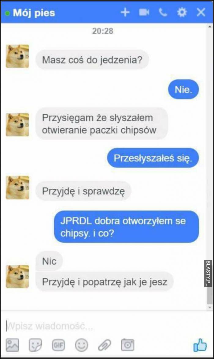 mój pies