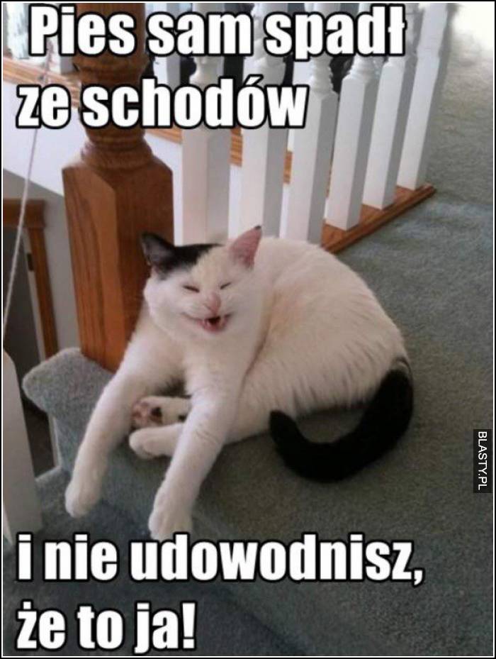 pies spadł ze schodów