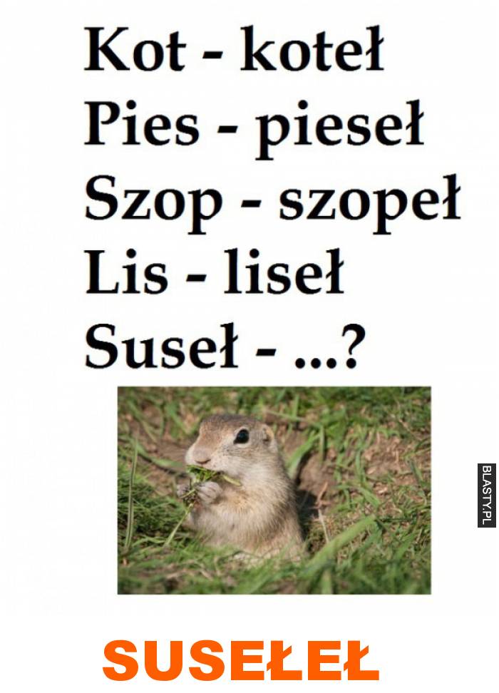 susełeł