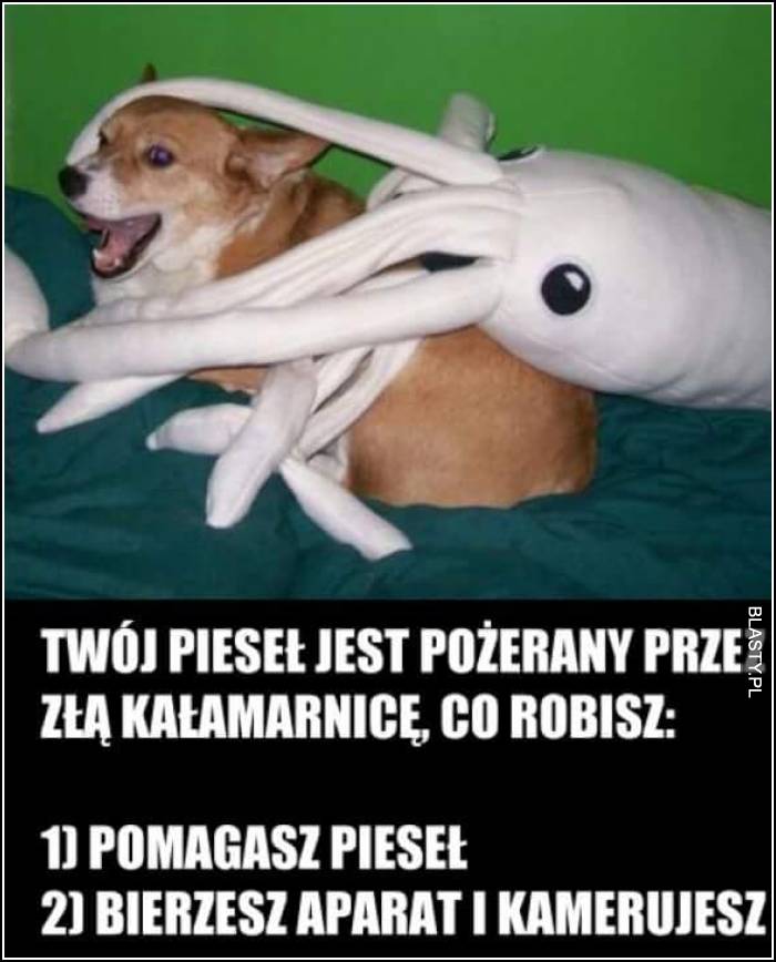 Twój pies jest pożerany