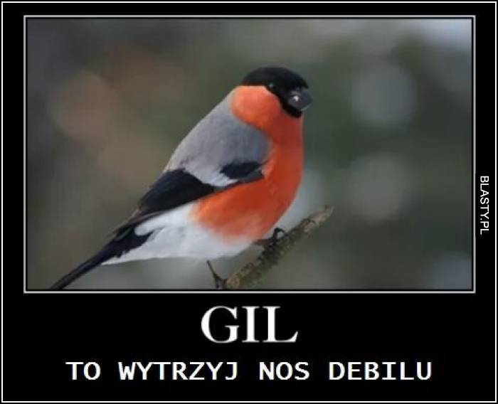 w gil