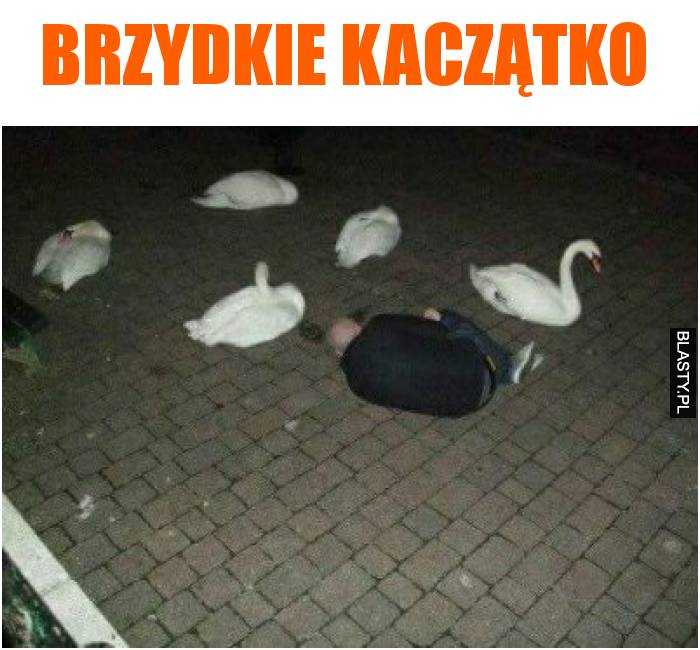 Brzydkie kaczątko