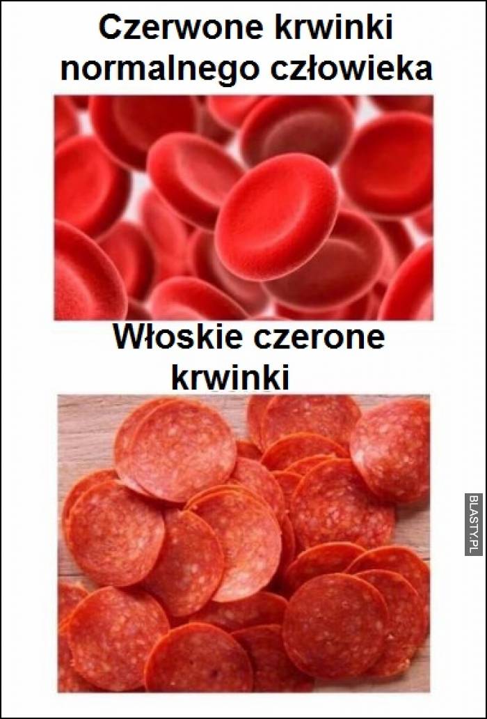 Czerwone krwinki normalnego człowieka vs włoskie czerwone krwinki