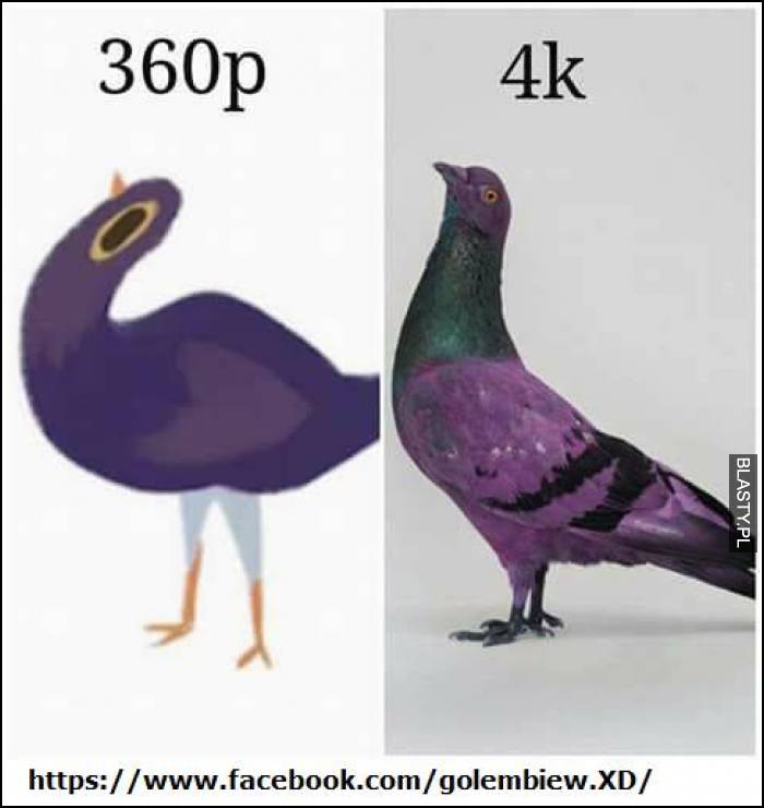 Gołąb 360p vs 4k