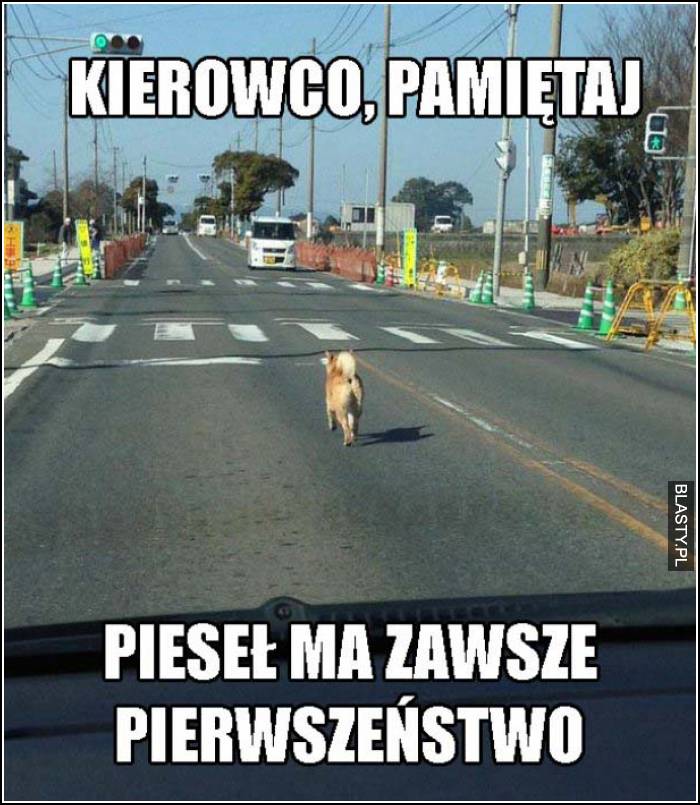 kierowco pamiętaj, pieseł ma zawsze pierwszeństwo