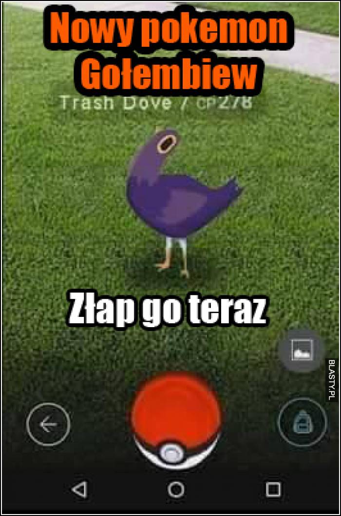 nowy pokemon gołębiew