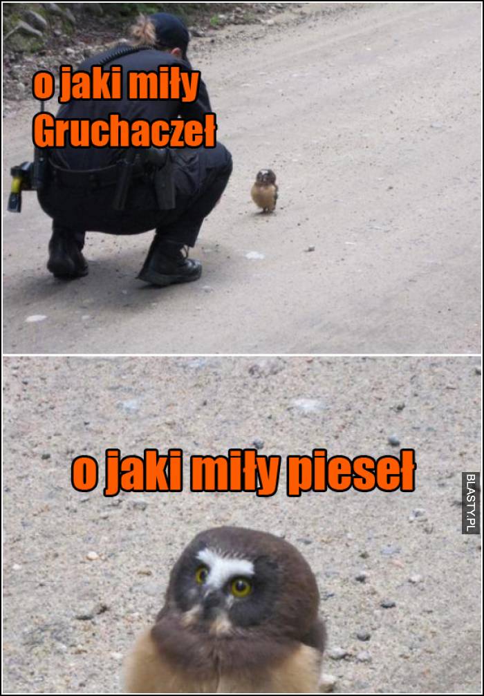 o jaki miły gruchaczeł