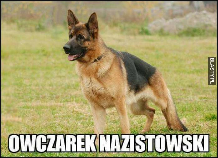 owczarek nazistowski