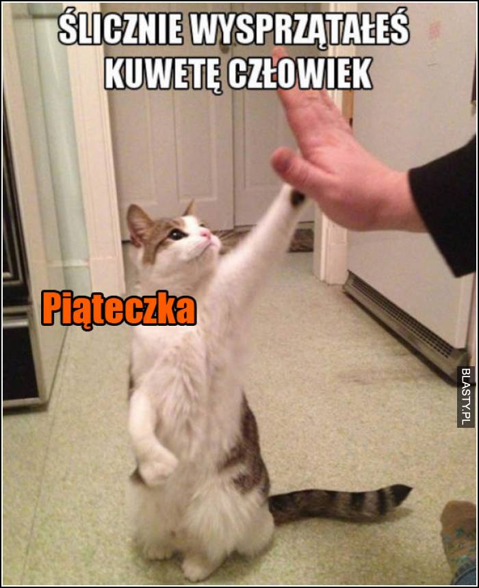 ślicznie wysprzątałeś kuwetę człowieku