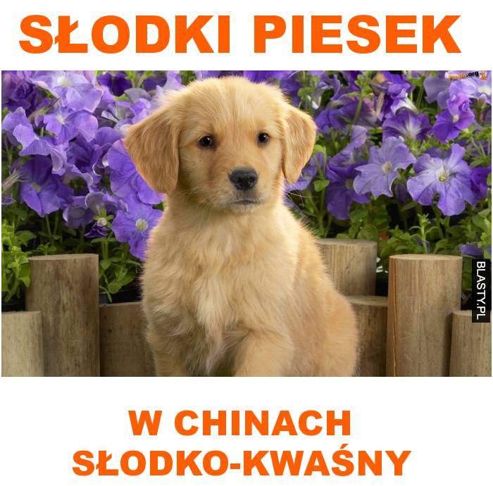 słodki piesek