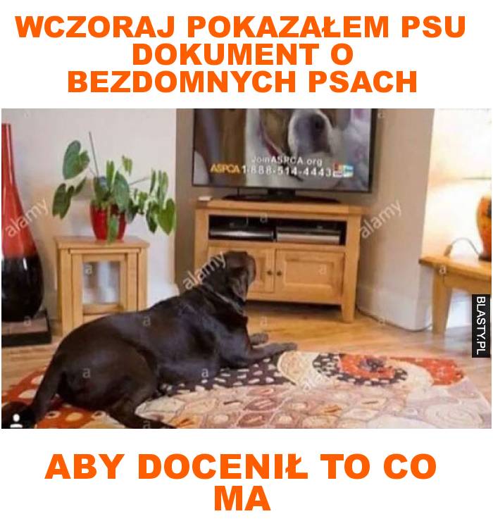 wczoraj pokazałem psu dokument o bezdomnych psach aby docenił to co ma