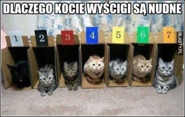 dlaczego kocie wyścigi są nudne